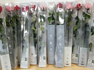 New Preserved Roses dozen