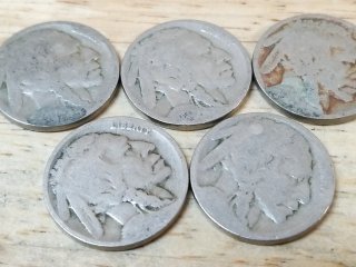Lot of 5 Buffalo Nickels