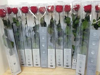 New Packaged Red Roses