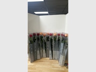 New dozen preserved roses, 