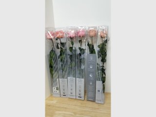 New Preserved Pink Roses
