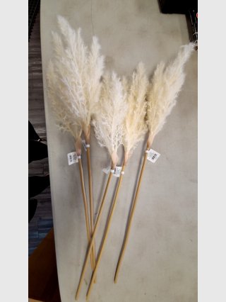 Bundle of White Pampas Grass Stems