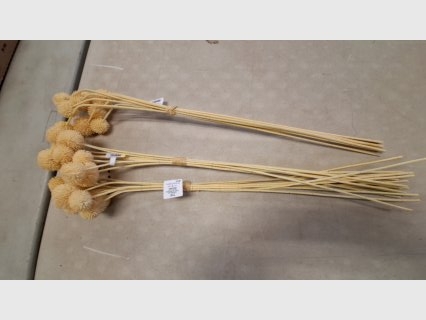 Dried Pampas Grass Bunches