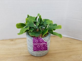 New potted succulent approx 6 inch tall 