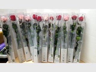 Dozen Preserved Roses in Red & Pink