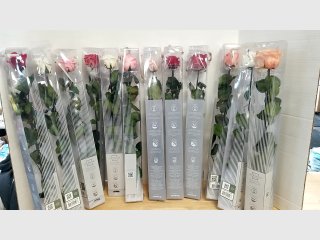 12 Preserved Roses in Various Colors
