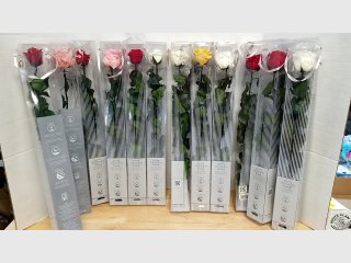 Dozen Preserved Verdi Roses in Boxes