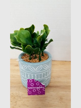 New Potted Green Succulent 5 inch