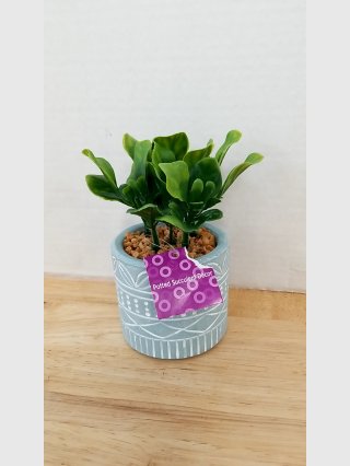 Potted Succulent Decor