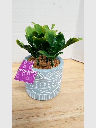 Potted Succulent Decor
