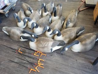 2 goose shell decoys 