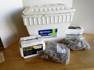 Item #503 — Styrofoam coolers with bait