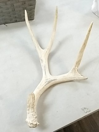 Item #489 — Deer Antler Rack 20 in